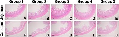 Effects of Dietary Ferulic Acid on the Intestinal Microbiota and the Associated Changes on the Growth Performance, Serum Cytokine Profile, and Intestinal Morphology in Ducks